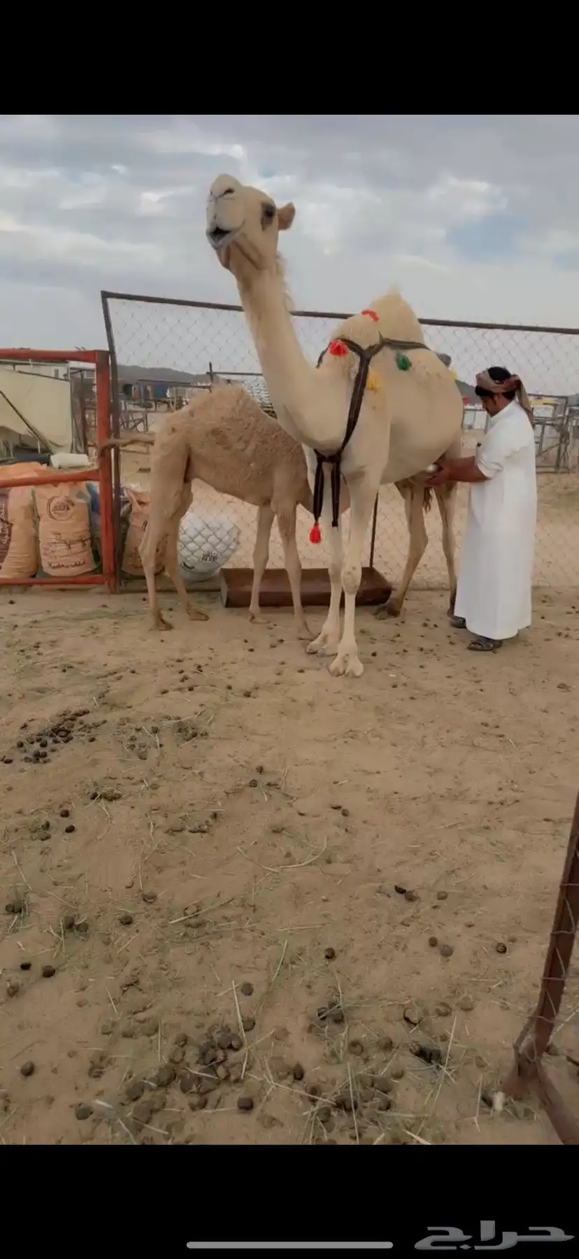 للبيع خلفه بكر 1