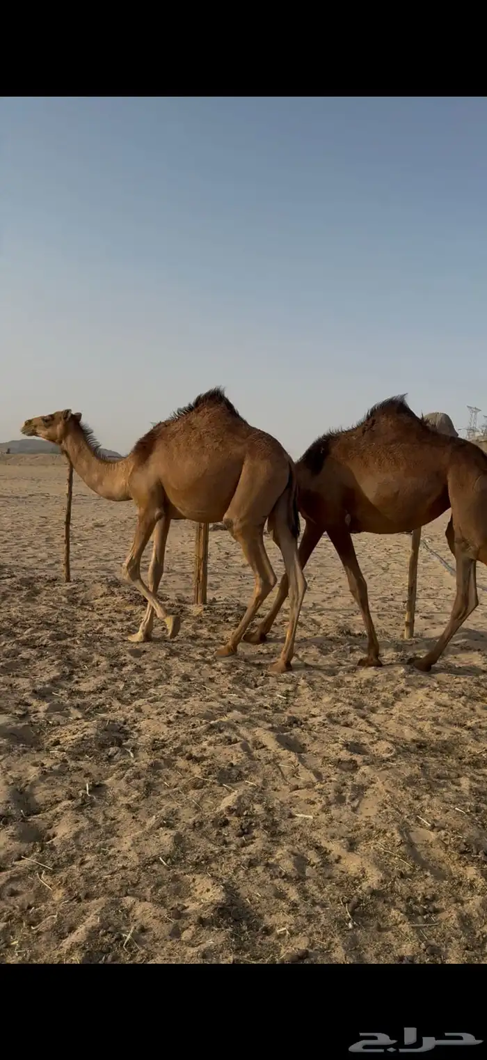 بكار سواحل خوات بعض 0