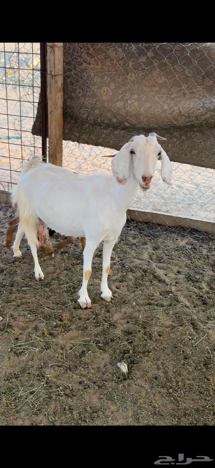 عنز خلفة معها 2