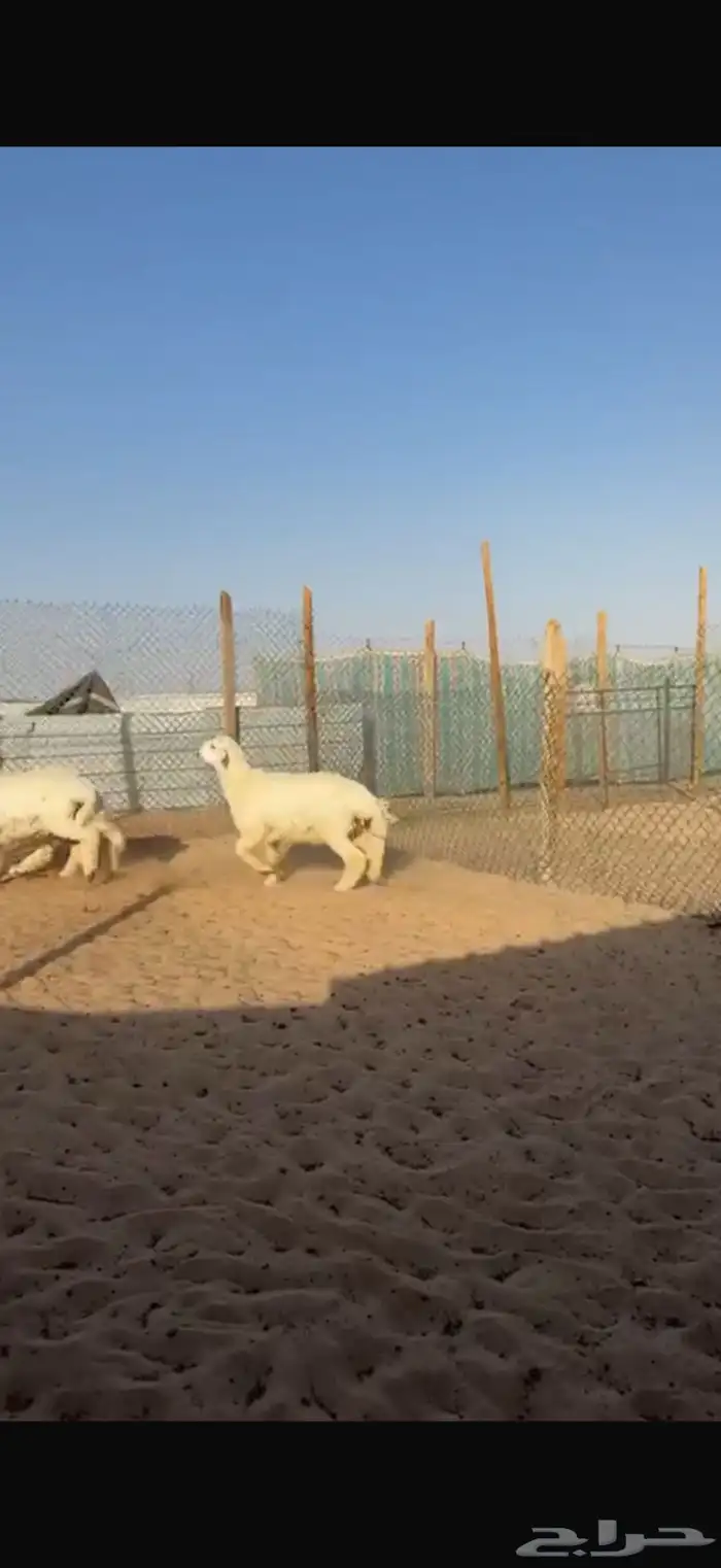 ذبايح حري ونعيم للبيع مع الصلخ والتوصيل 3