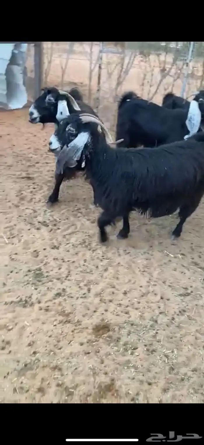 معزا عوارض طيبه تم البيع 1