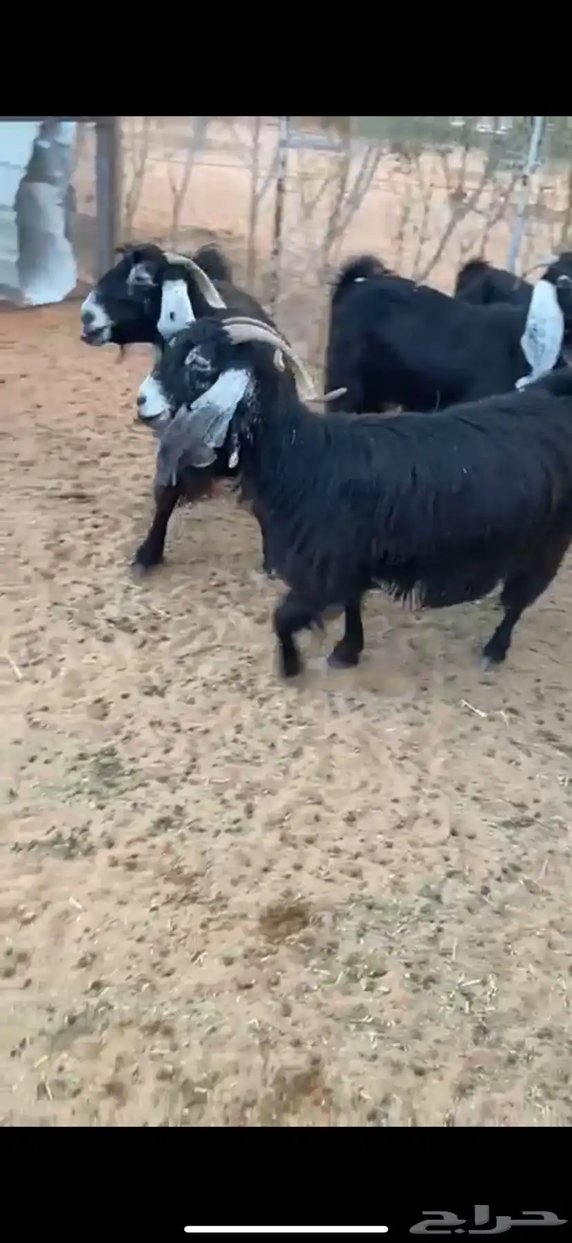 معزا عوارض طيبه 1