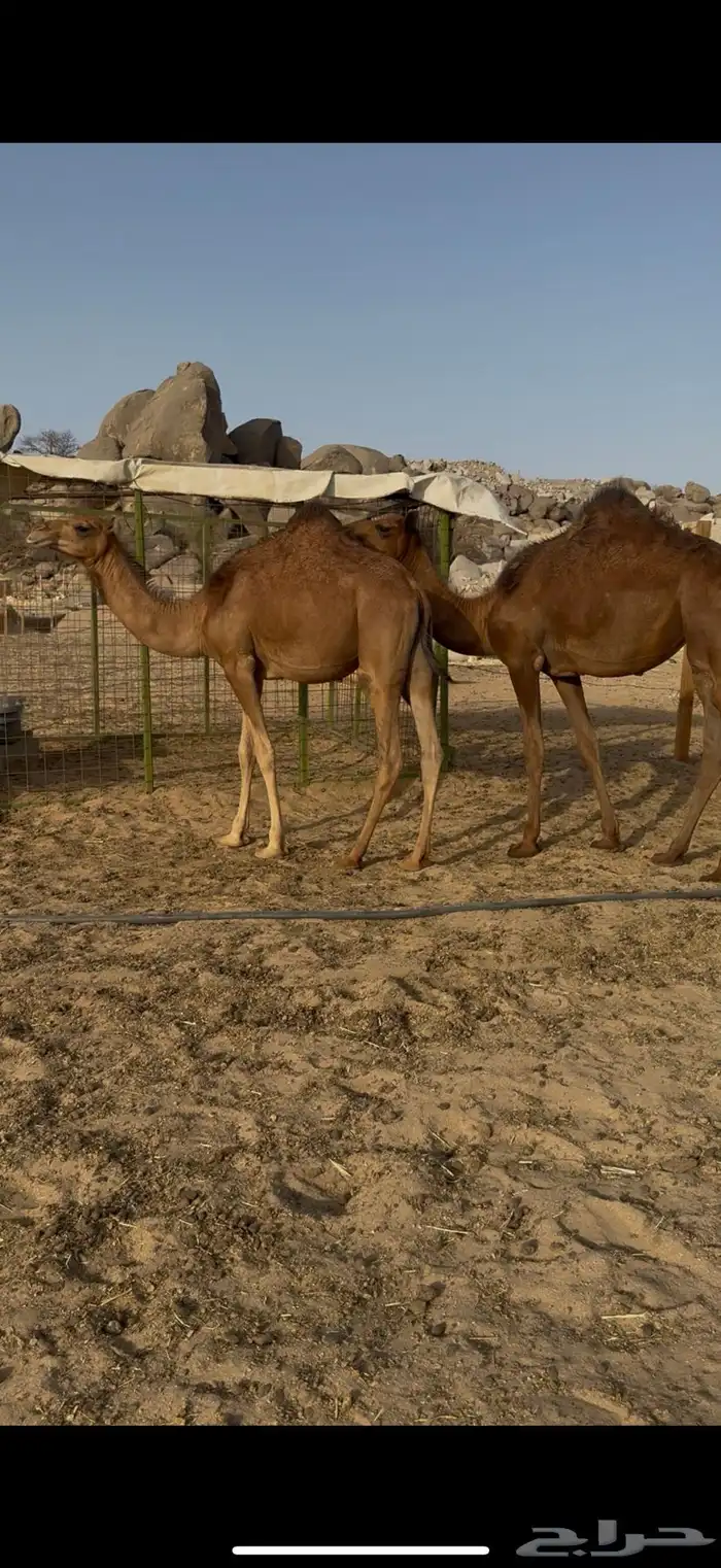 بكار سواحل خوات بعض 3