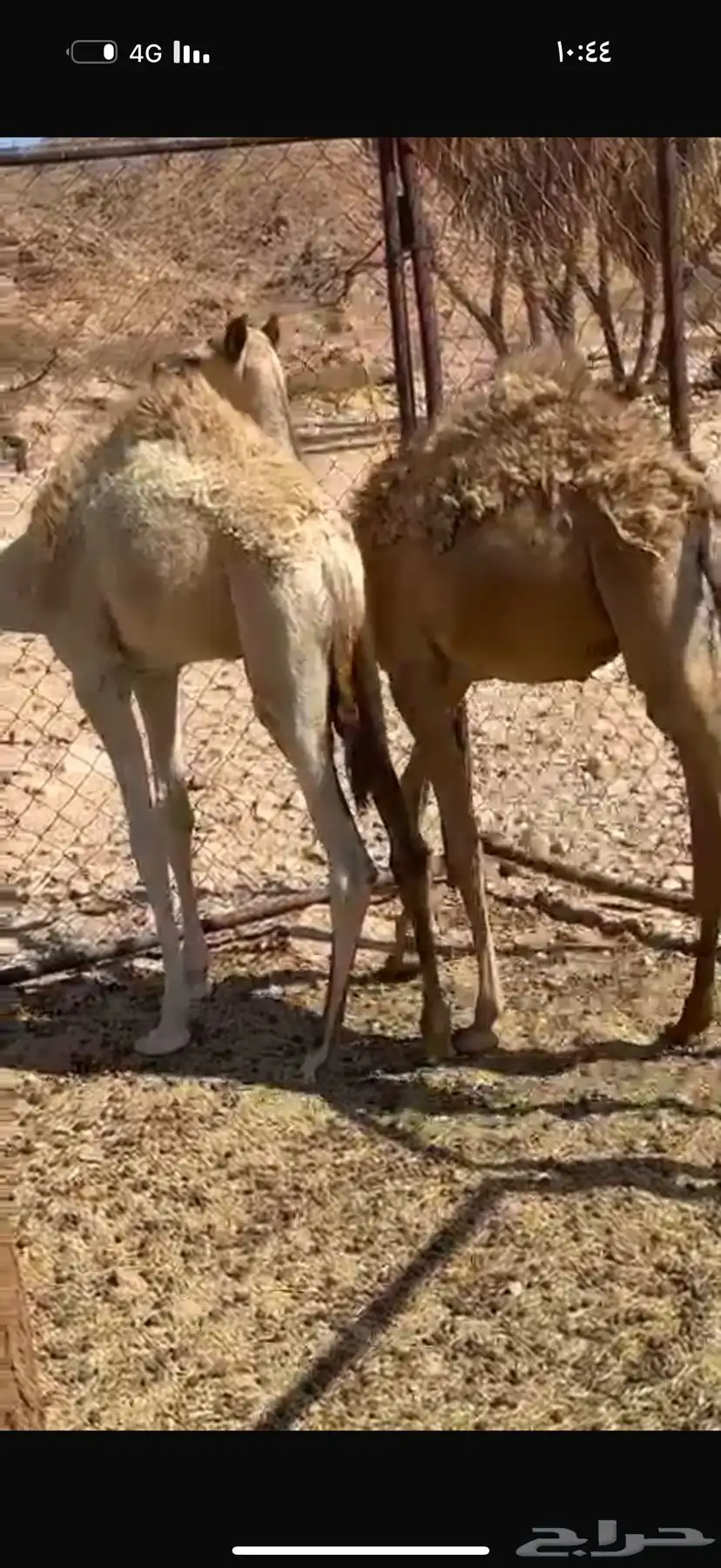 للبيع قعود وبكره بريات 1
