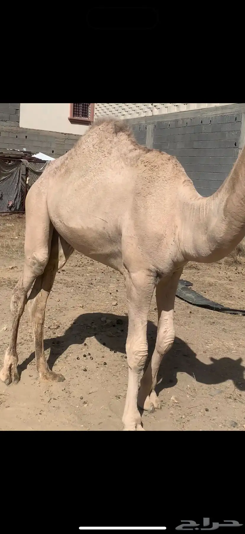 قعود للبيع 1