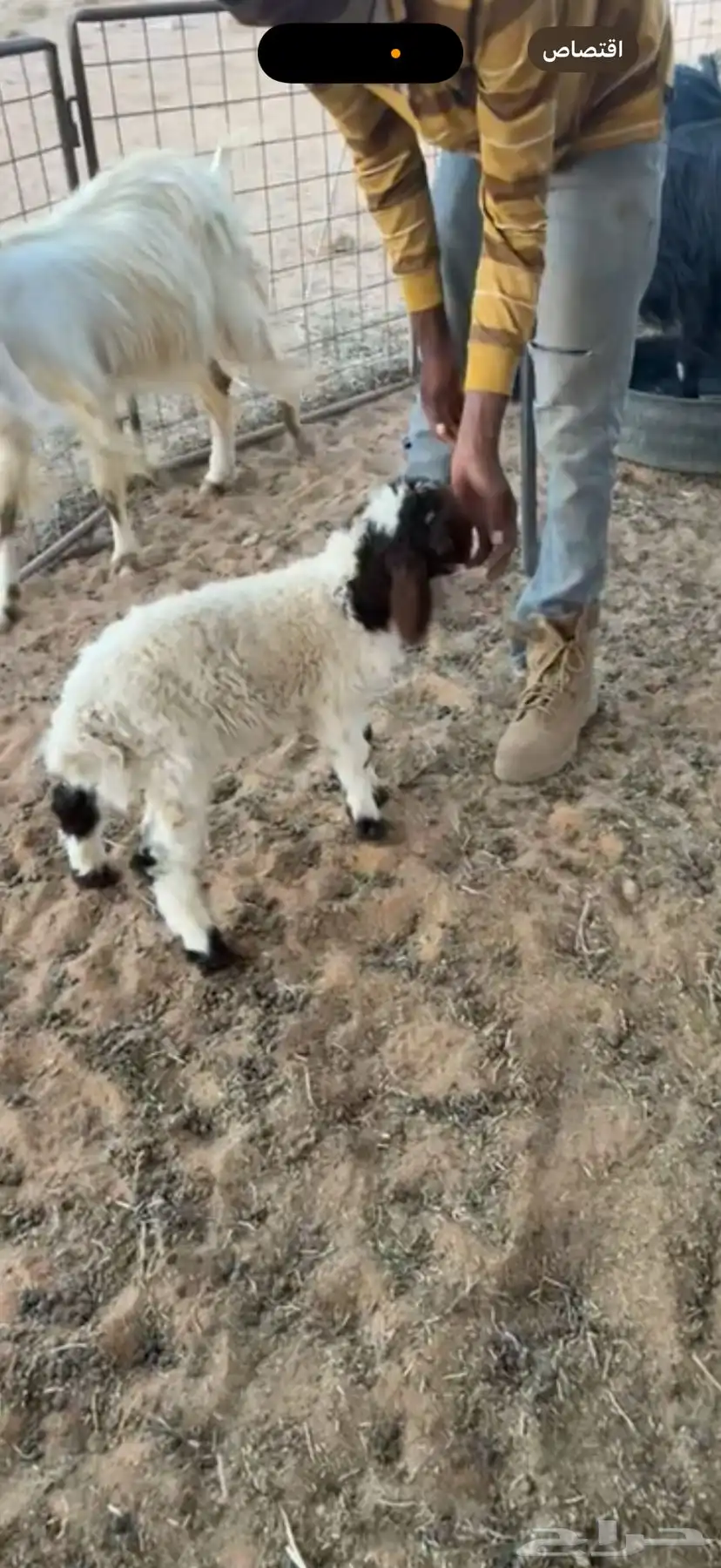 طلب نعيمي 1
