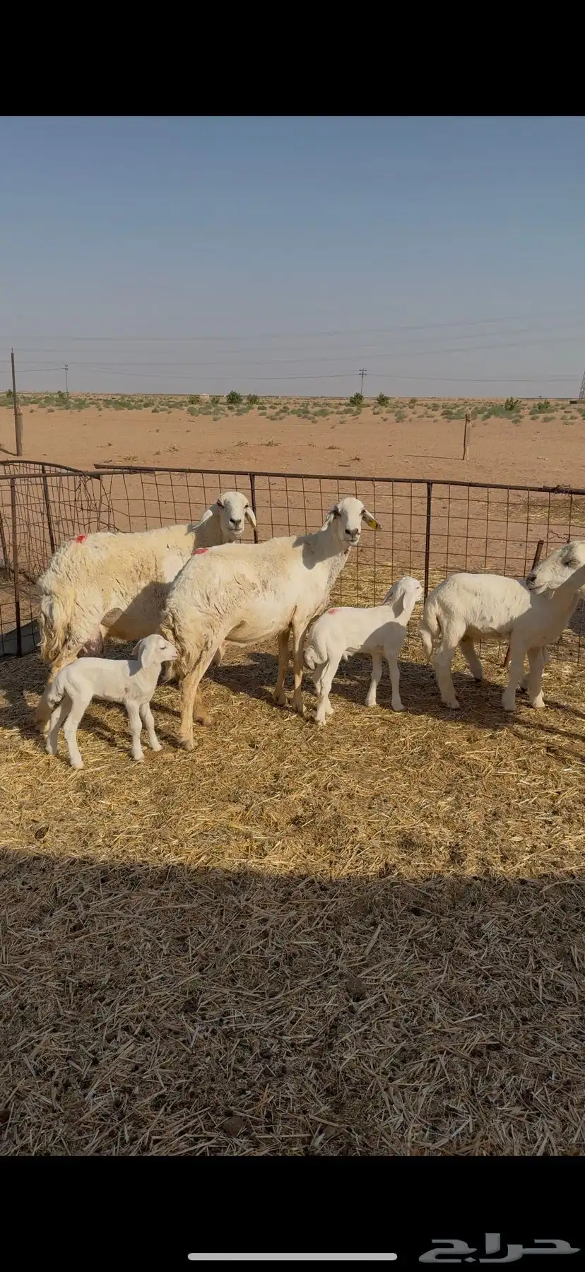 غنم حرش للبيع 52 تحتها 5 5