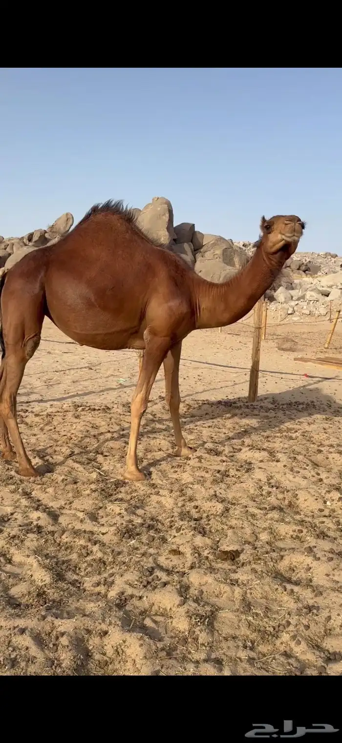 بكرة ساحلية حمراء دم 0