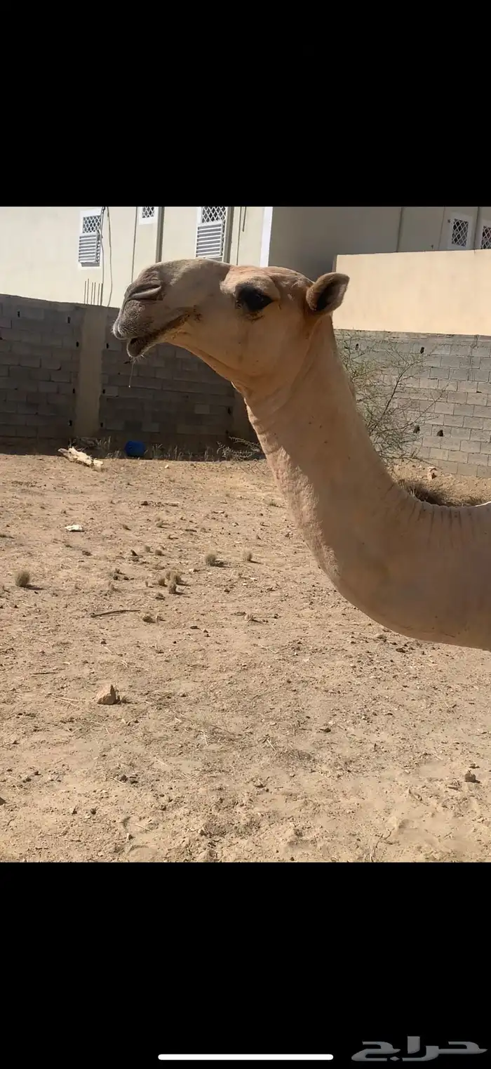 قعود للبيع 2