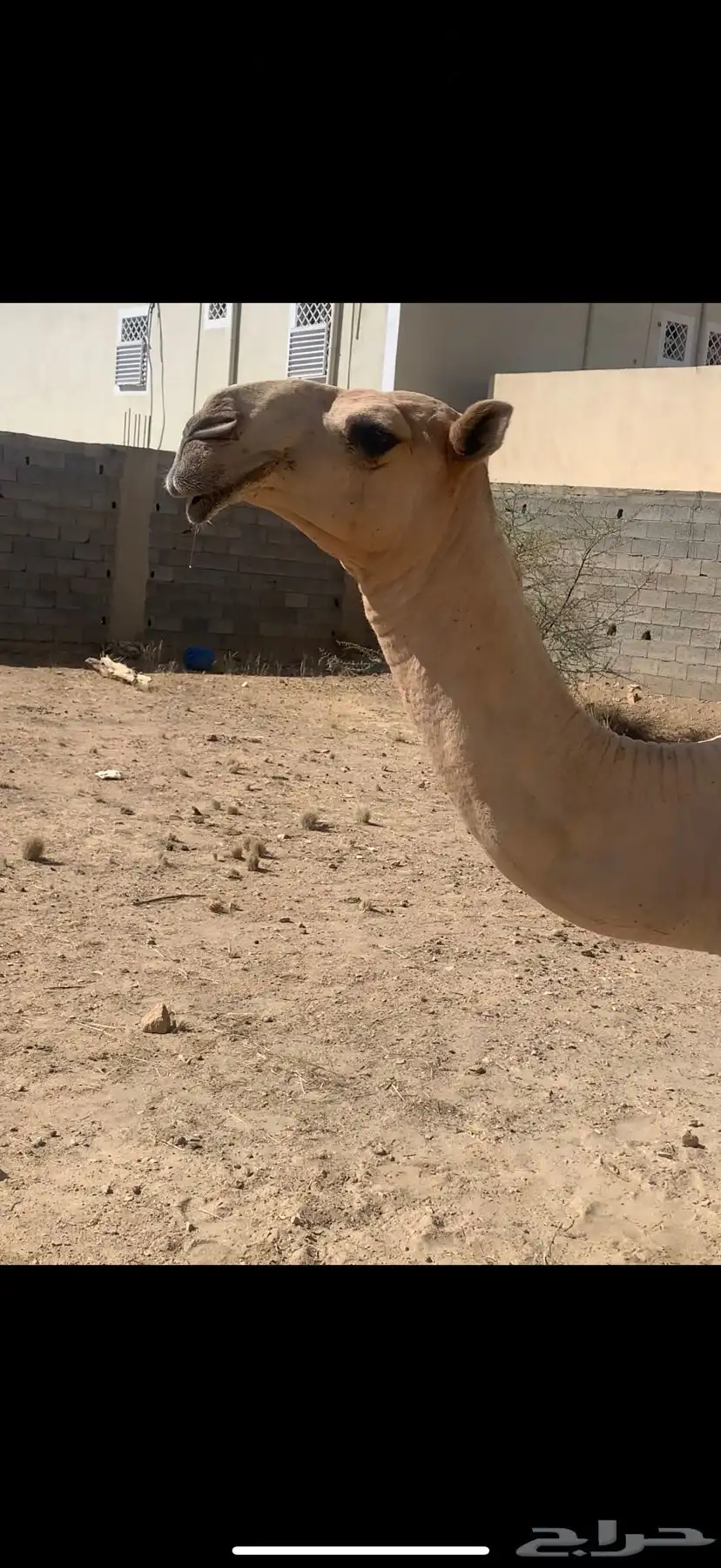 قعود للبيع 2