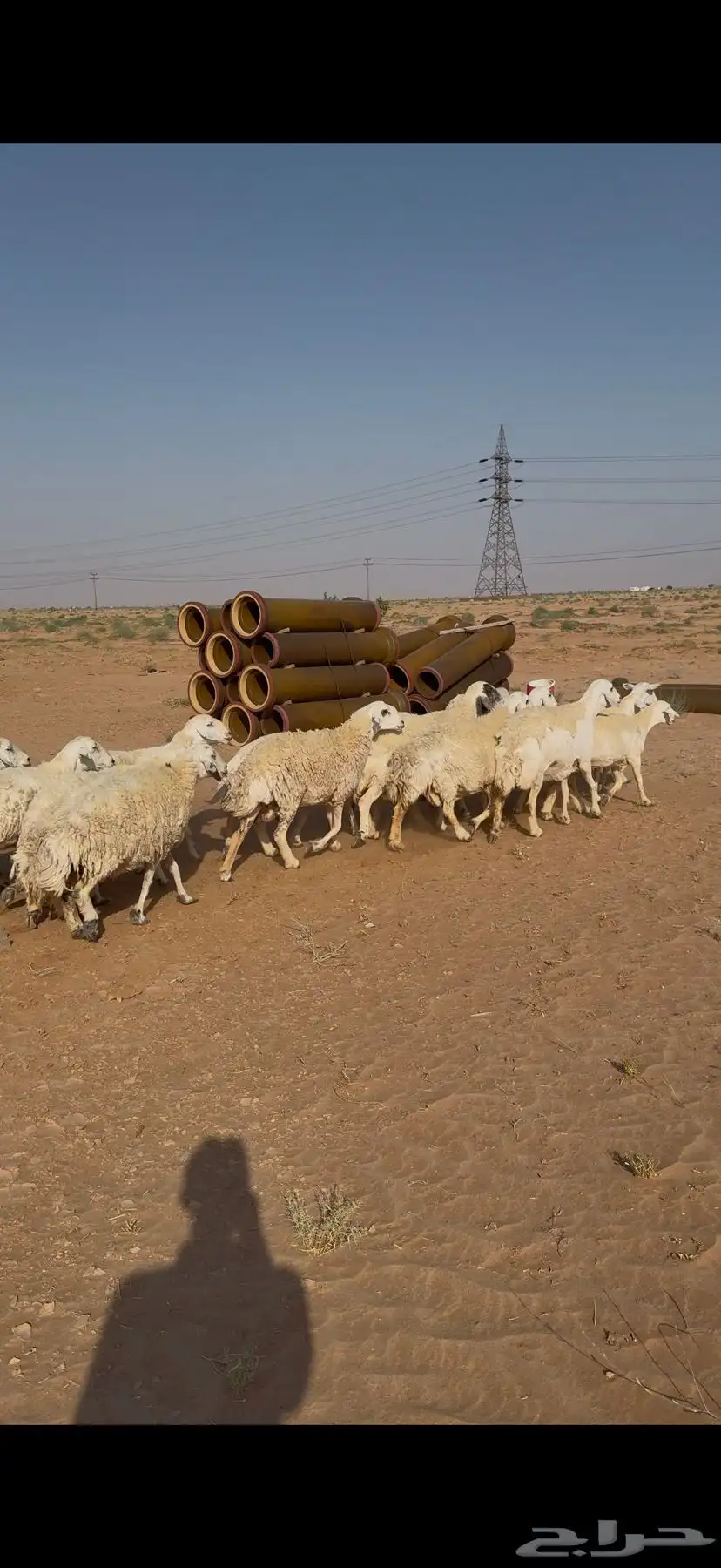 غنم حرش للبيع 52 تحتها 5 11