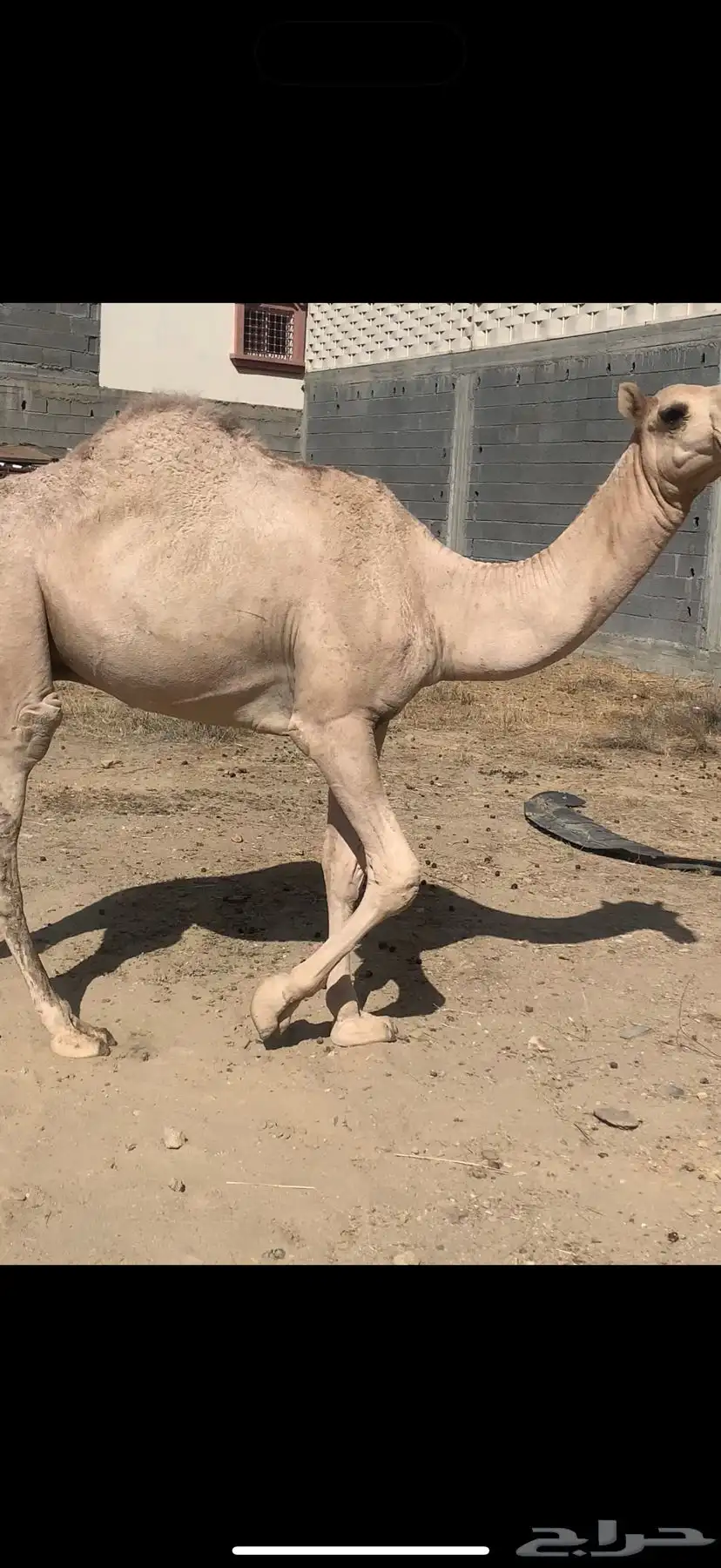 قعود للبيع 0