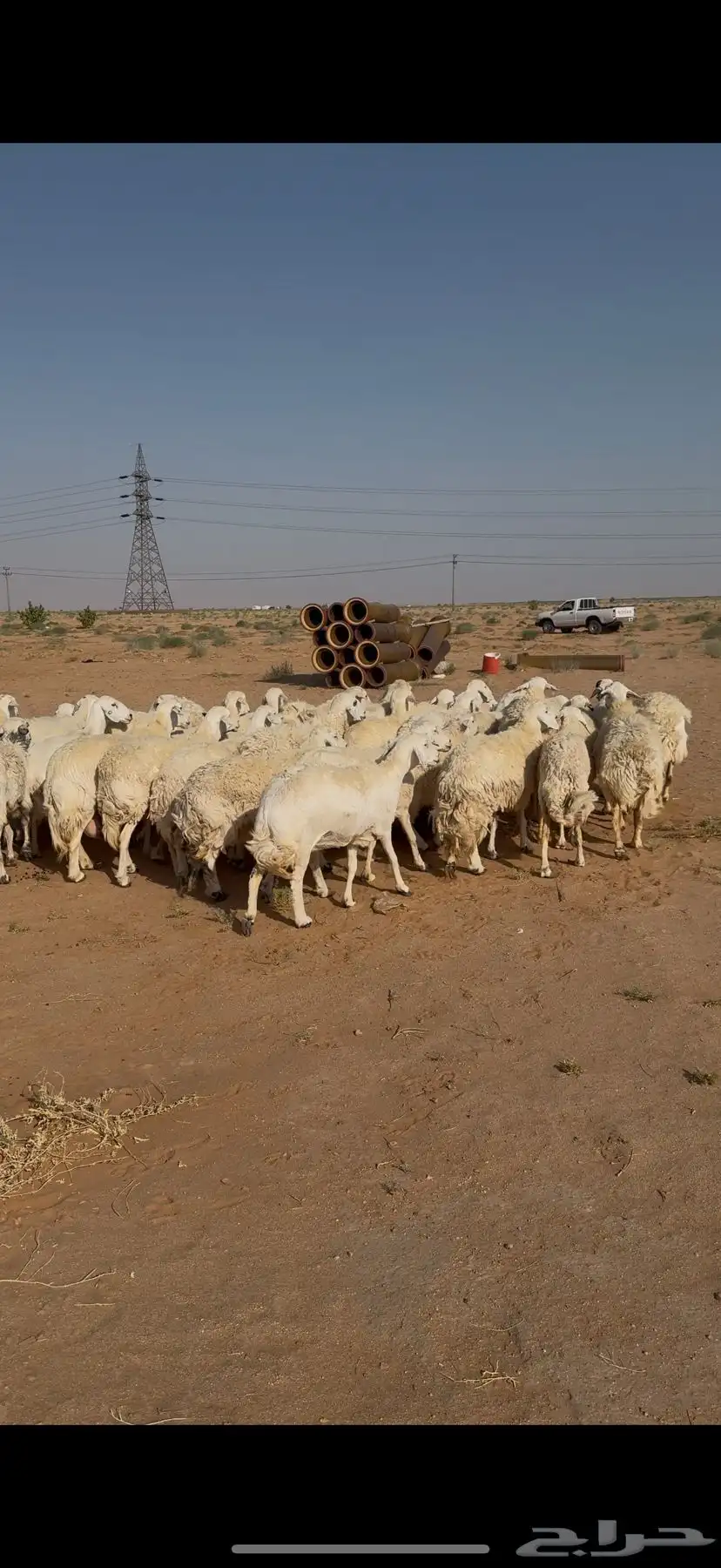 غنم حرش للبيع 52 تحتها 5 8