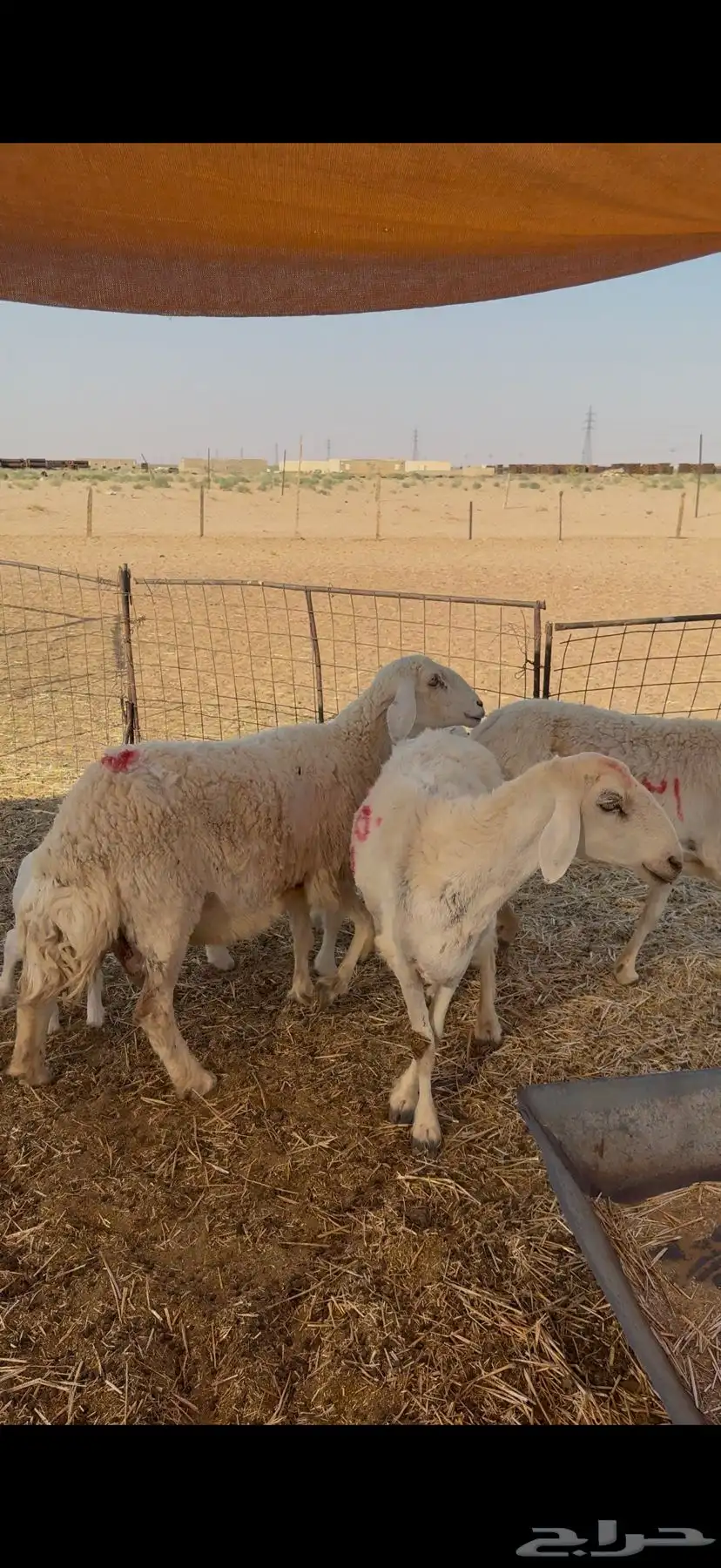 غنم حرش للبيع 52 تحتها 5 2