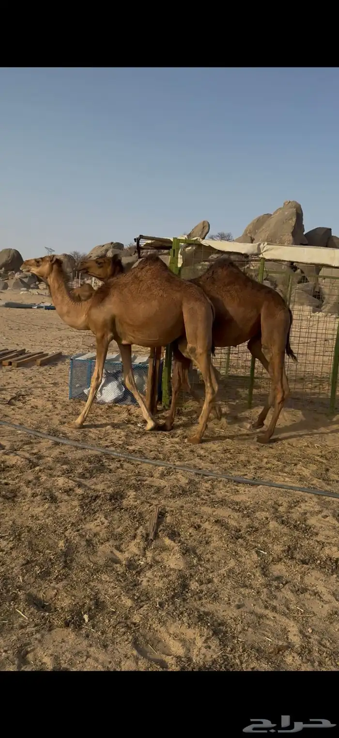 بكار سواحل خوات بعض 2