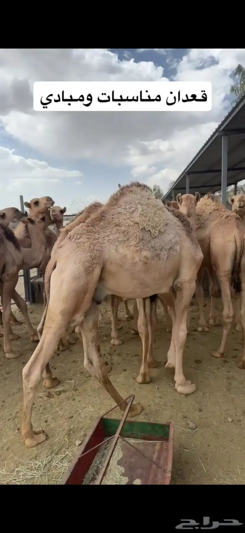 قعدان مبادي ومناسبات بريه على الحليب 8