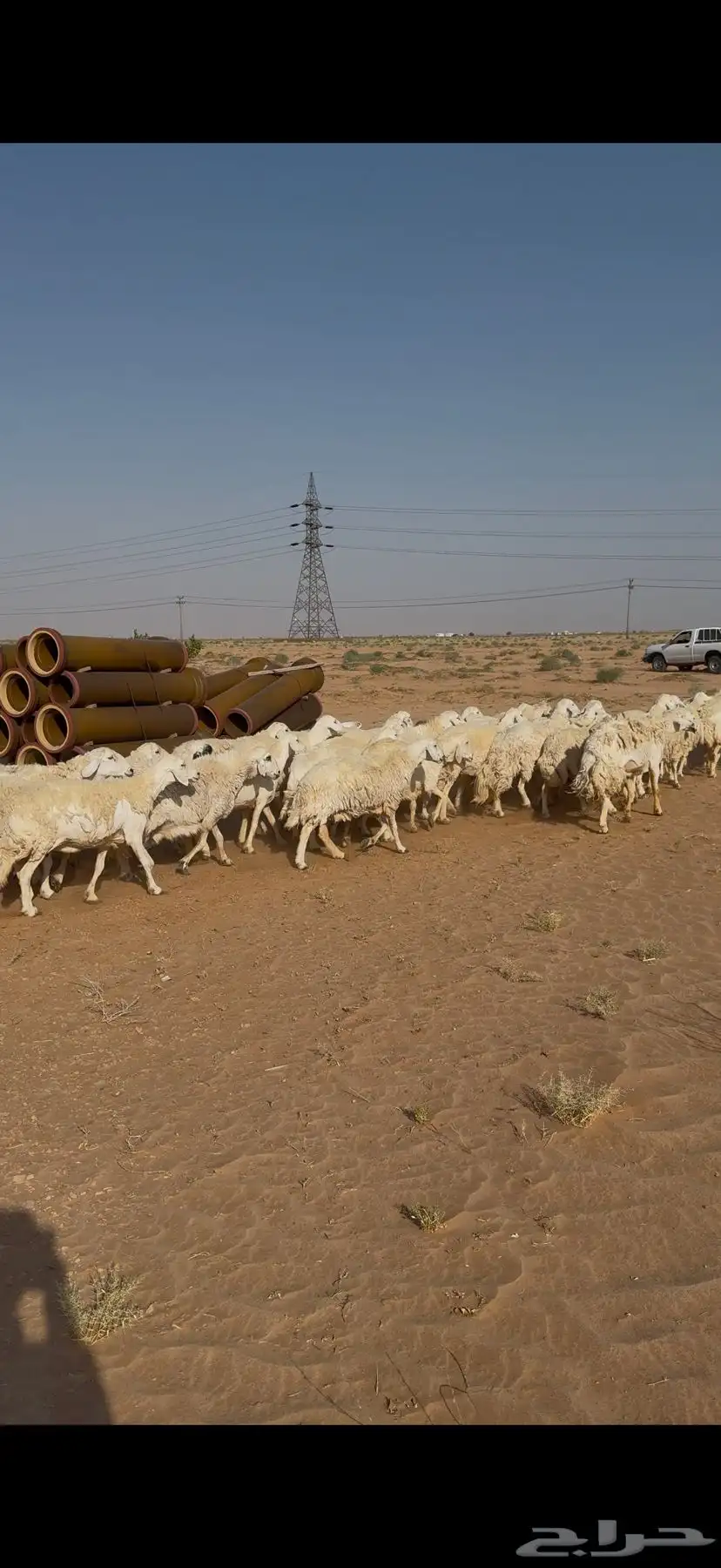 غنم حرش للبيع 52 تحتها 5 9