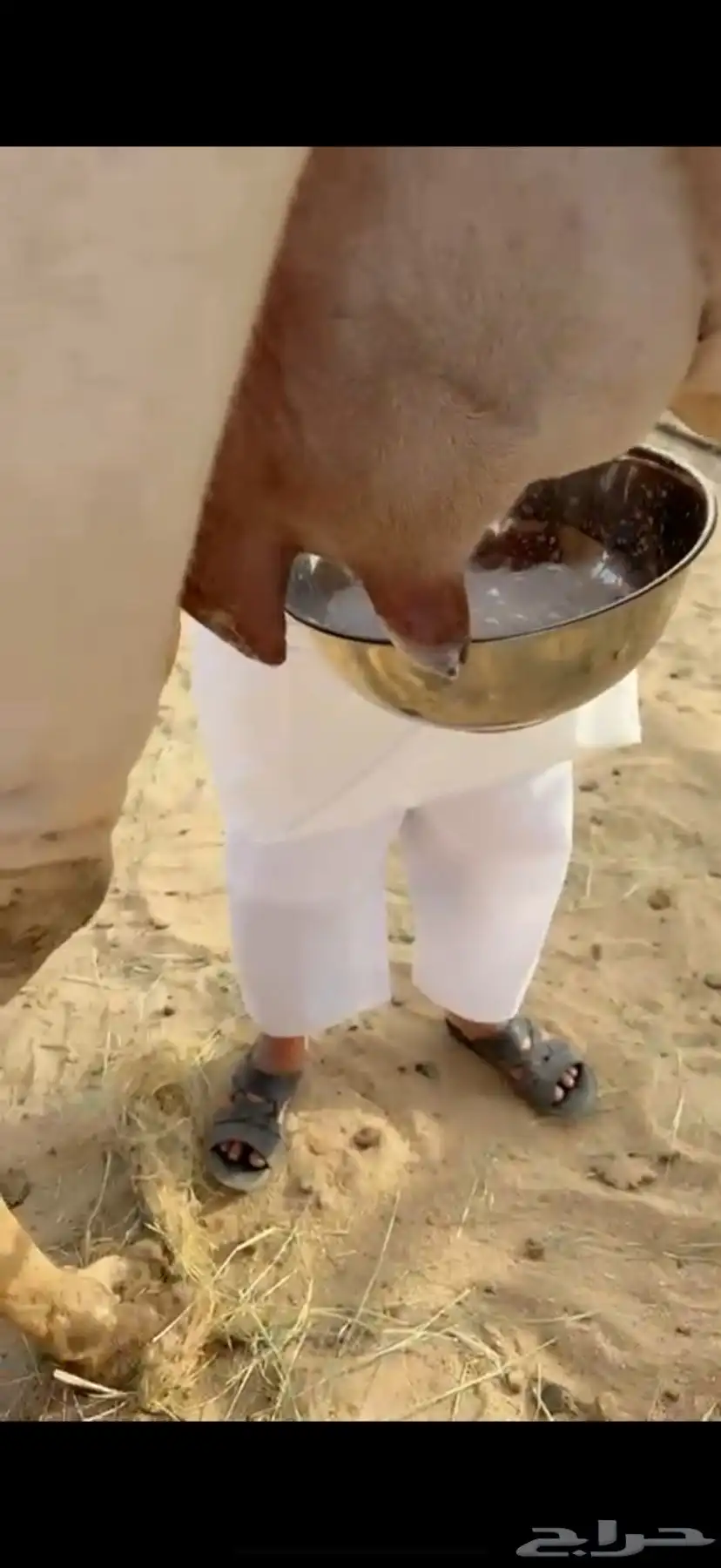 للبيع خلفه بكر 4