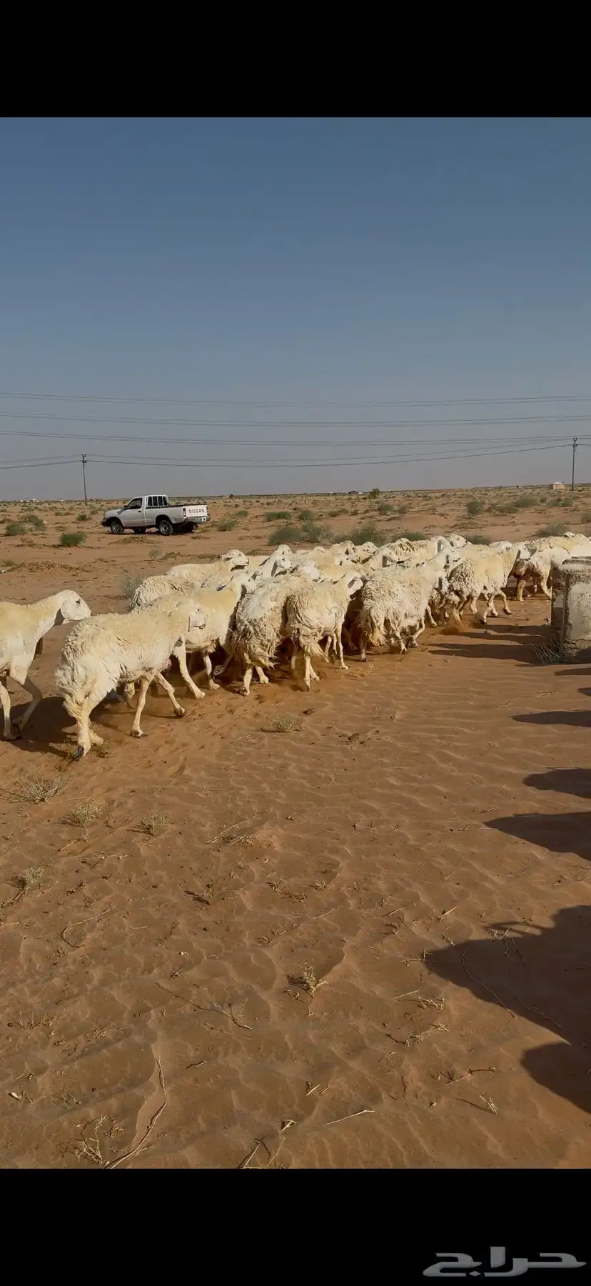 غنم حرش للبيع 52 تحتها 5 14