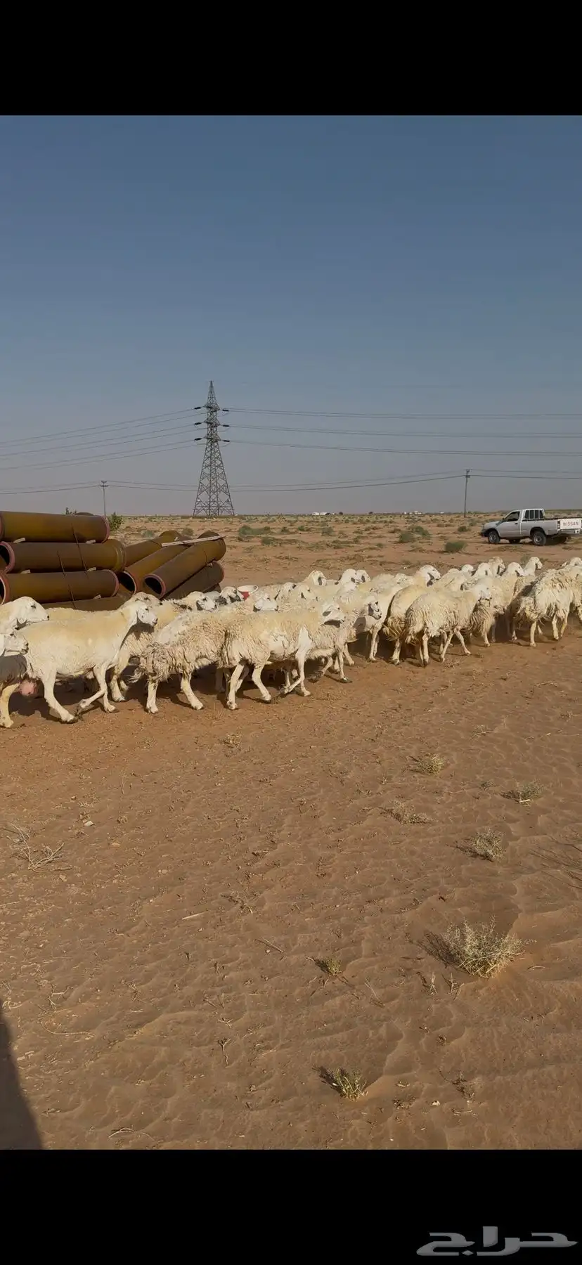 غنم حرش للبيع 52 تحتها 5 12