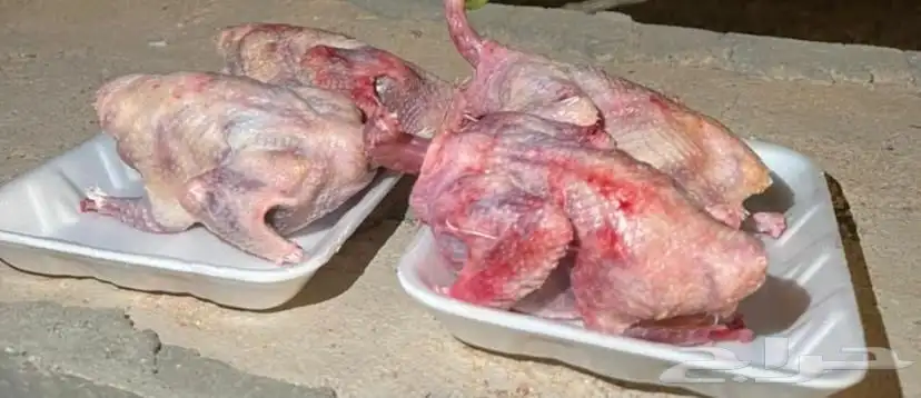 حمام فرنسي عرض يوم الجمعة 1