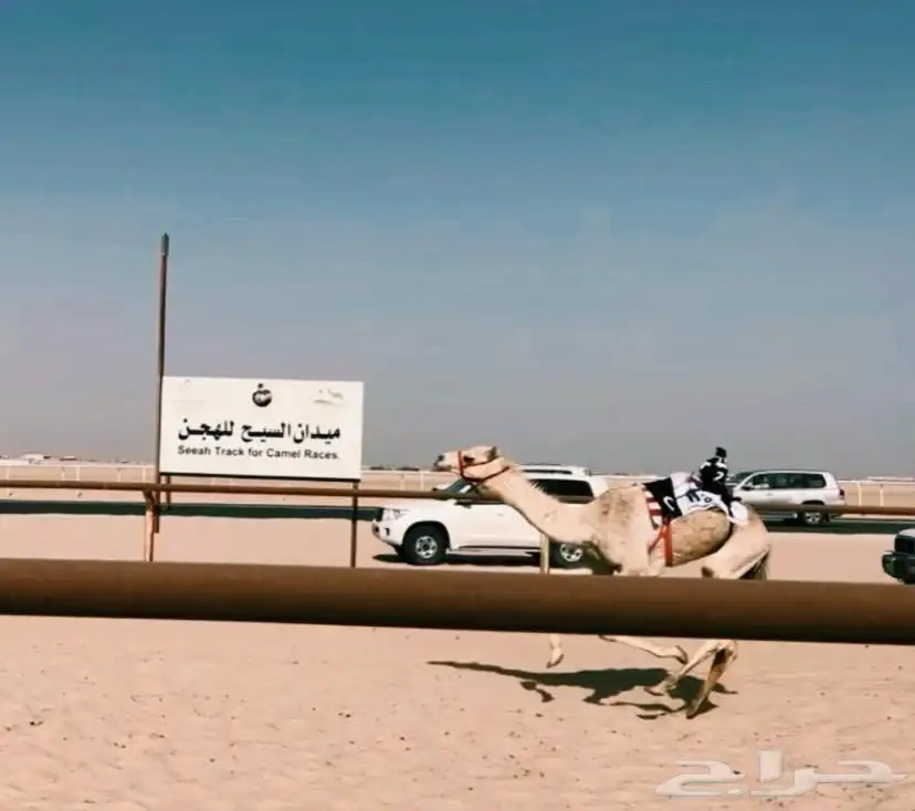لقي هجن معسوف ركبي 0