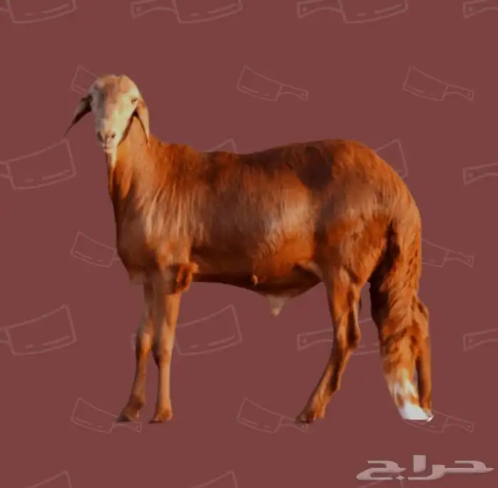مرابي وريف للحوم الطازجه 0