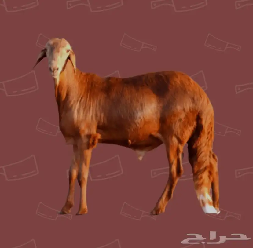 مرابي وريف للحوم الطازجه 0