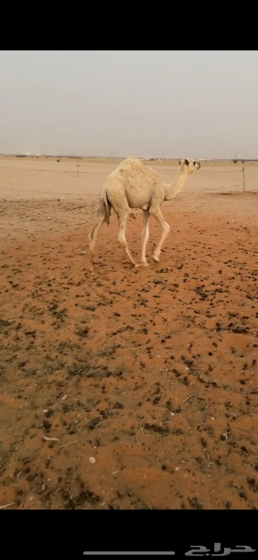 خلفة تحتها قعود 1