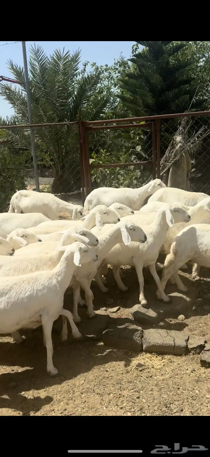 ضان صنف حرش اصايل غنم شهران 30 تبعها 15 13