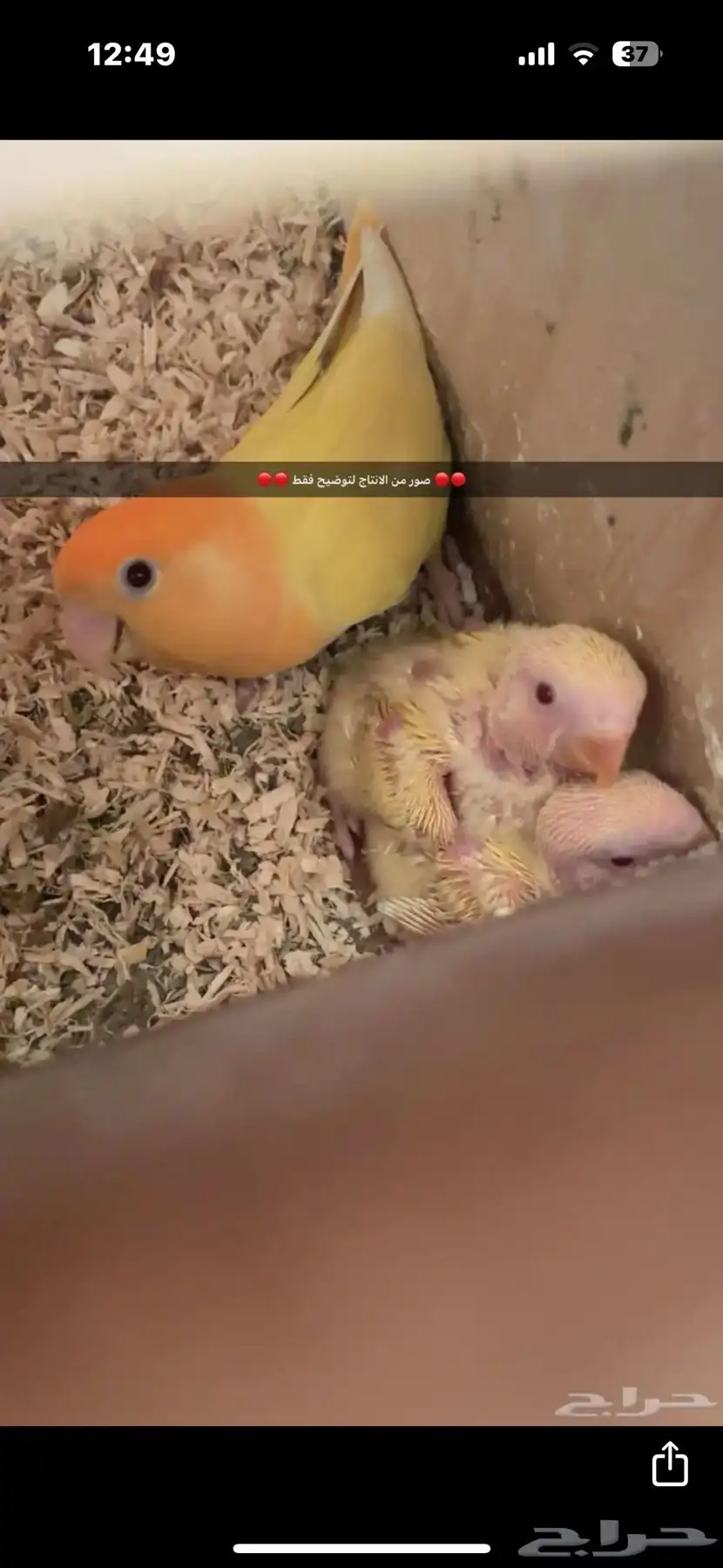 زوجين روز منتجين للبيع 2
