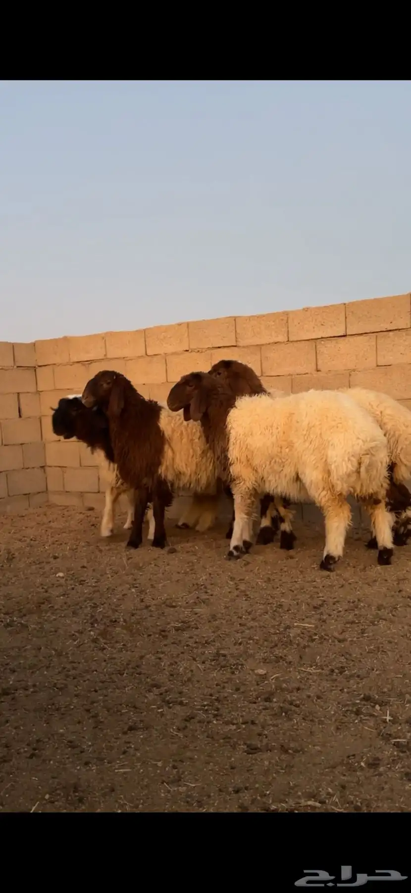 نعيم رخال صنف بفحلها 0