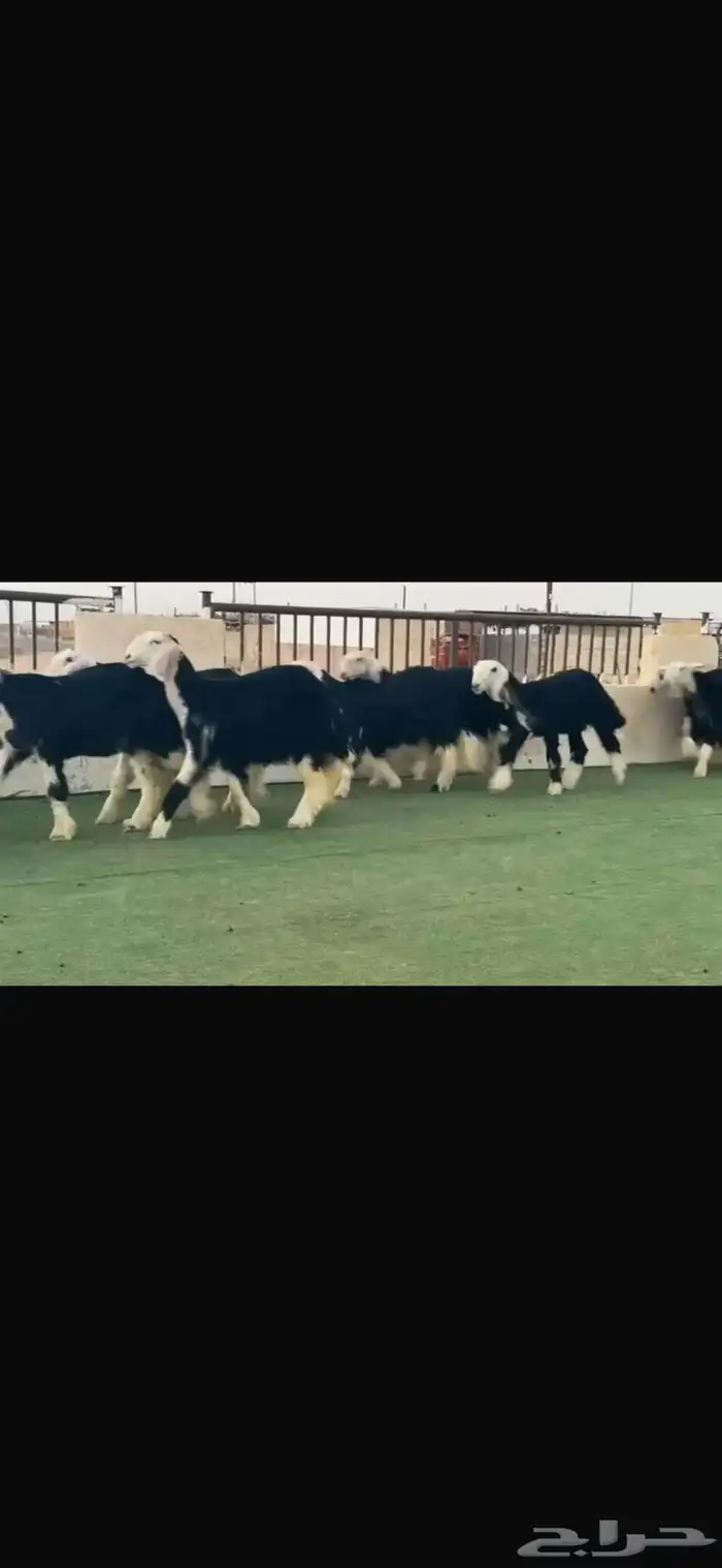 عرض بيع رخال جذعات 2