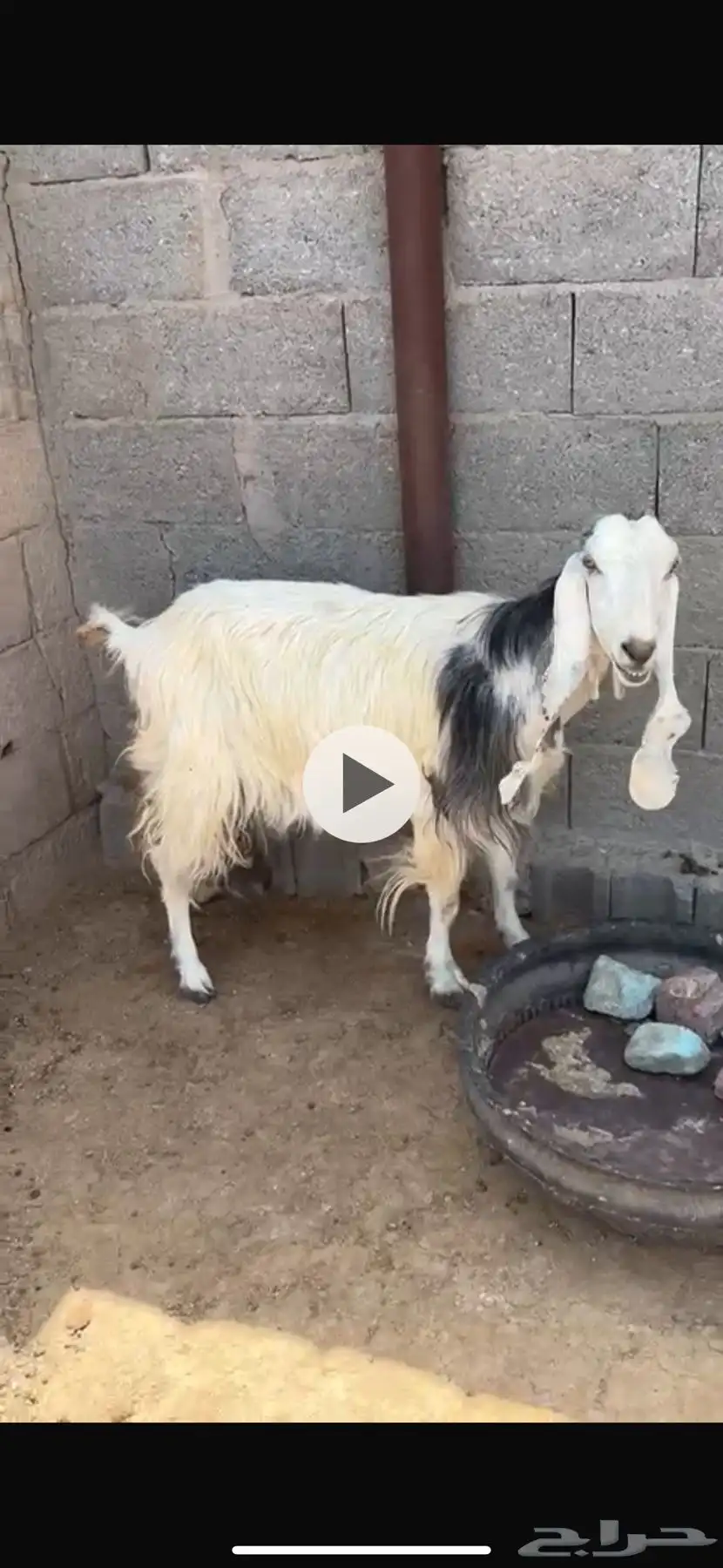 حلال زين في عرضين 4