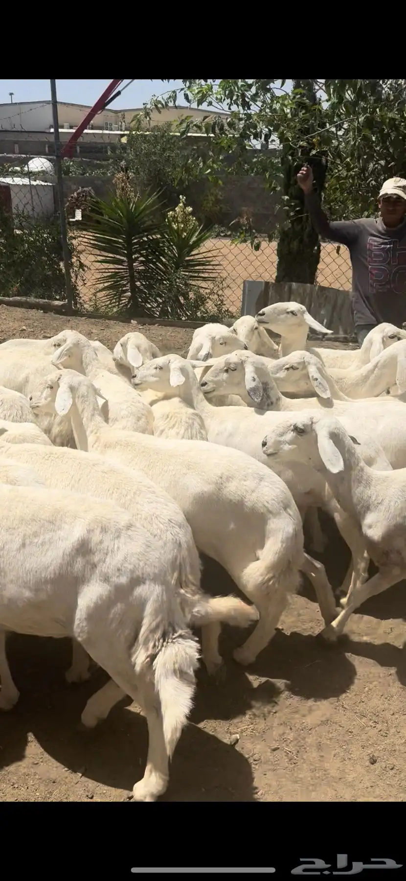 ضان صنف حرش اصايل غنم شهران 30 تبعها 15 11