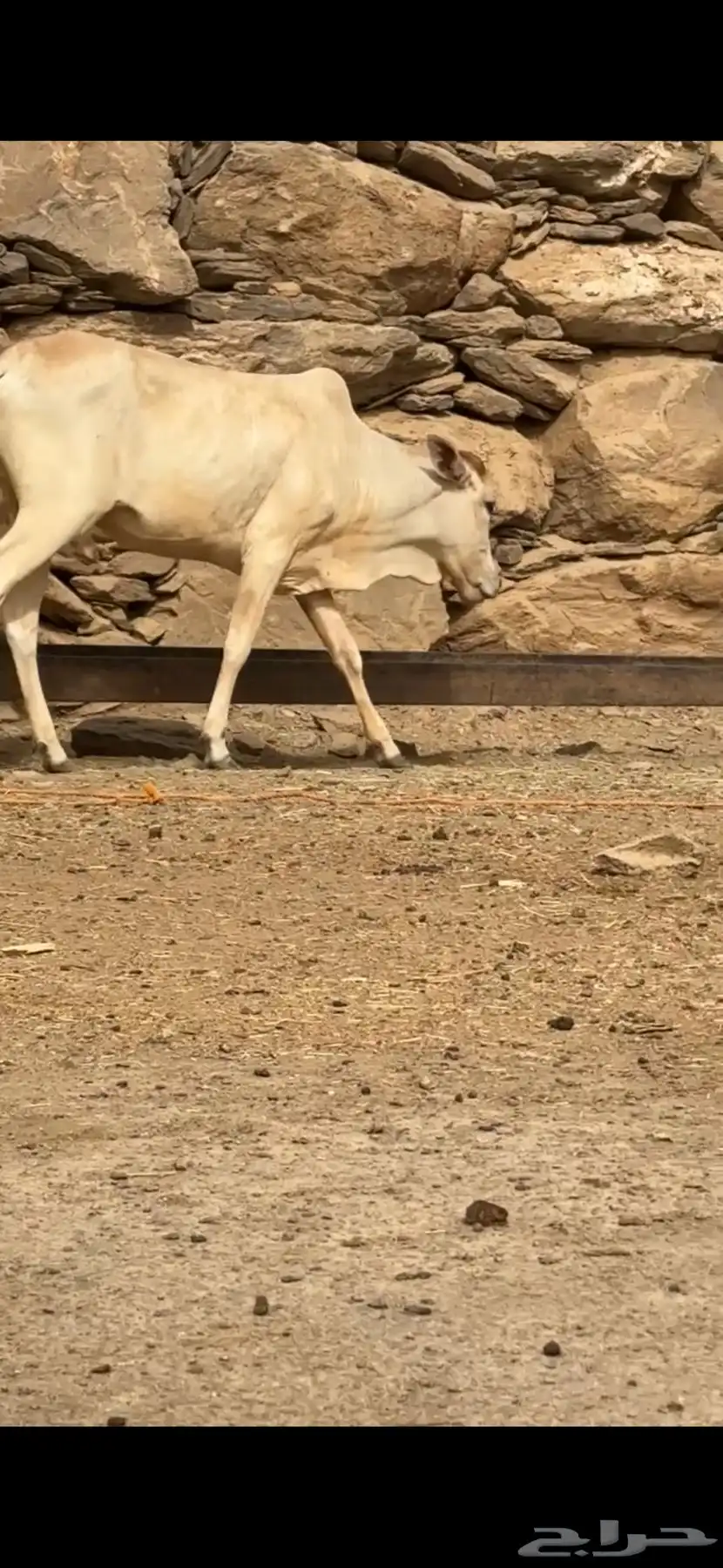 بقره السن جذعه 0