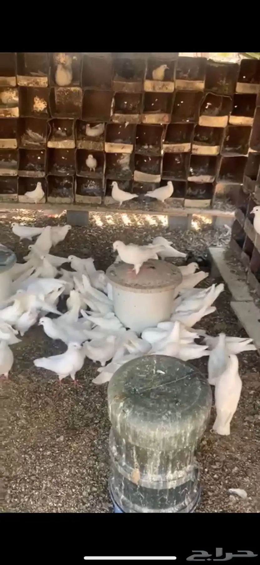 حمام فرنسي 0