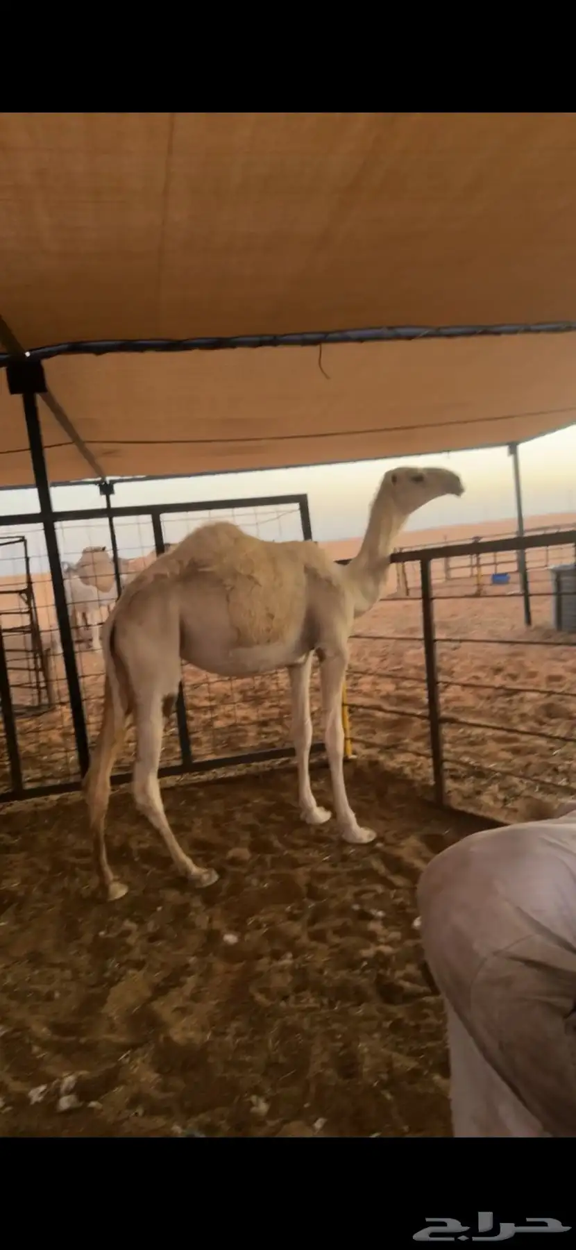 بكره باتلييه للبيع 2