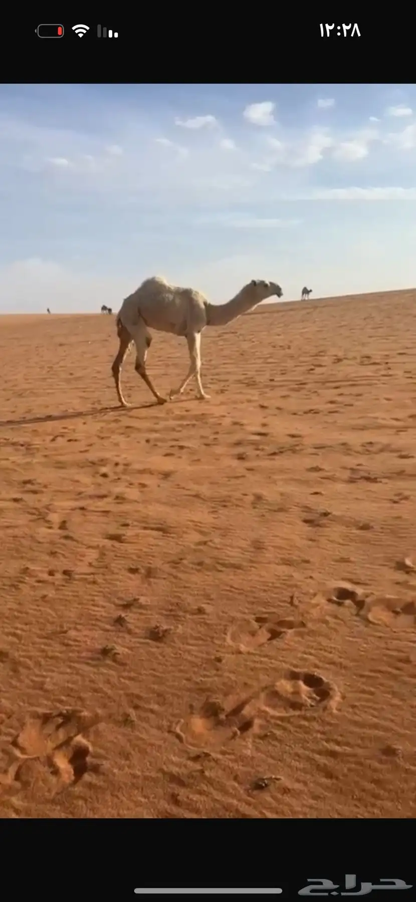 بكره باتلييه للبيع 0