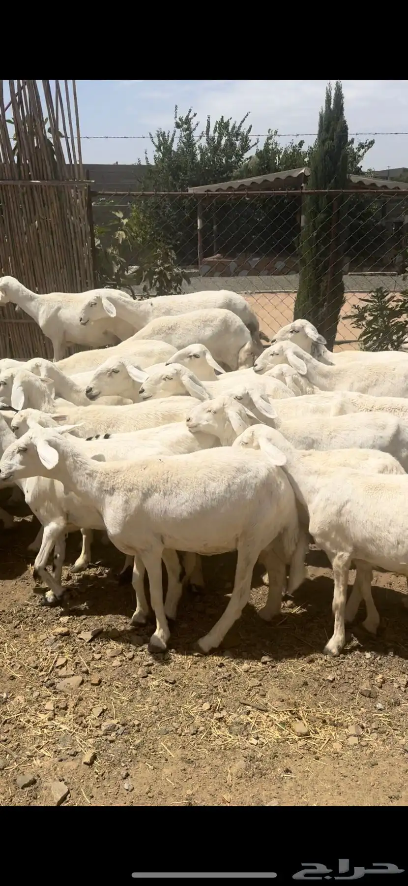 ضان صنف حرش اصايل غنم شهران 30 تبعها 15 14