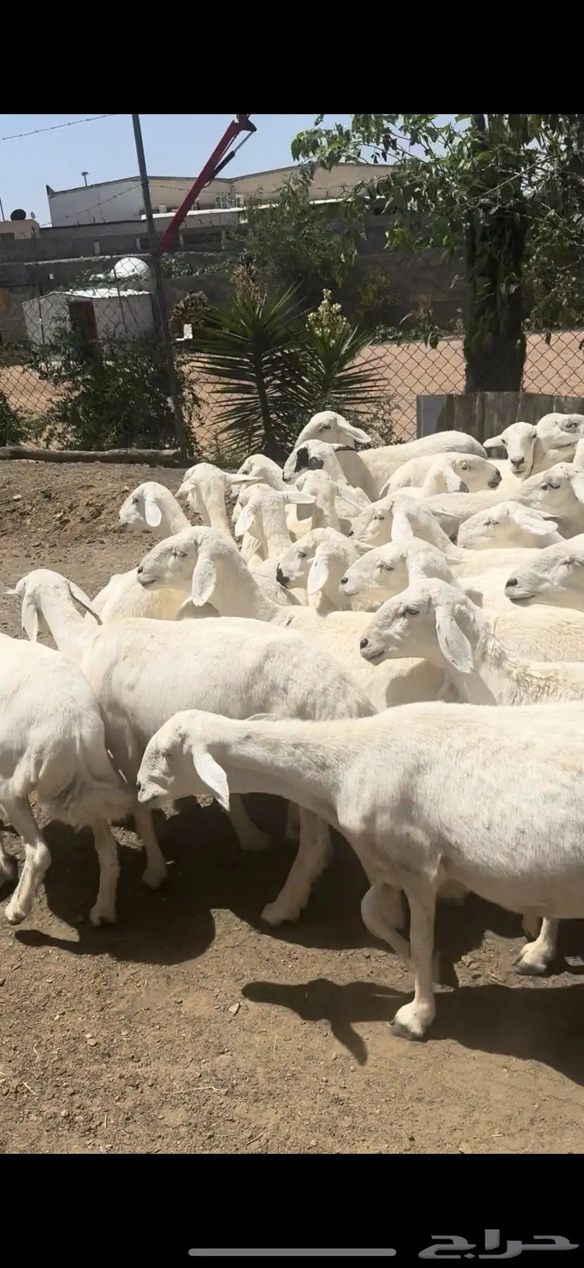 ضان صنف حرش اصايل غنم شهران 30 تبعها 15 10