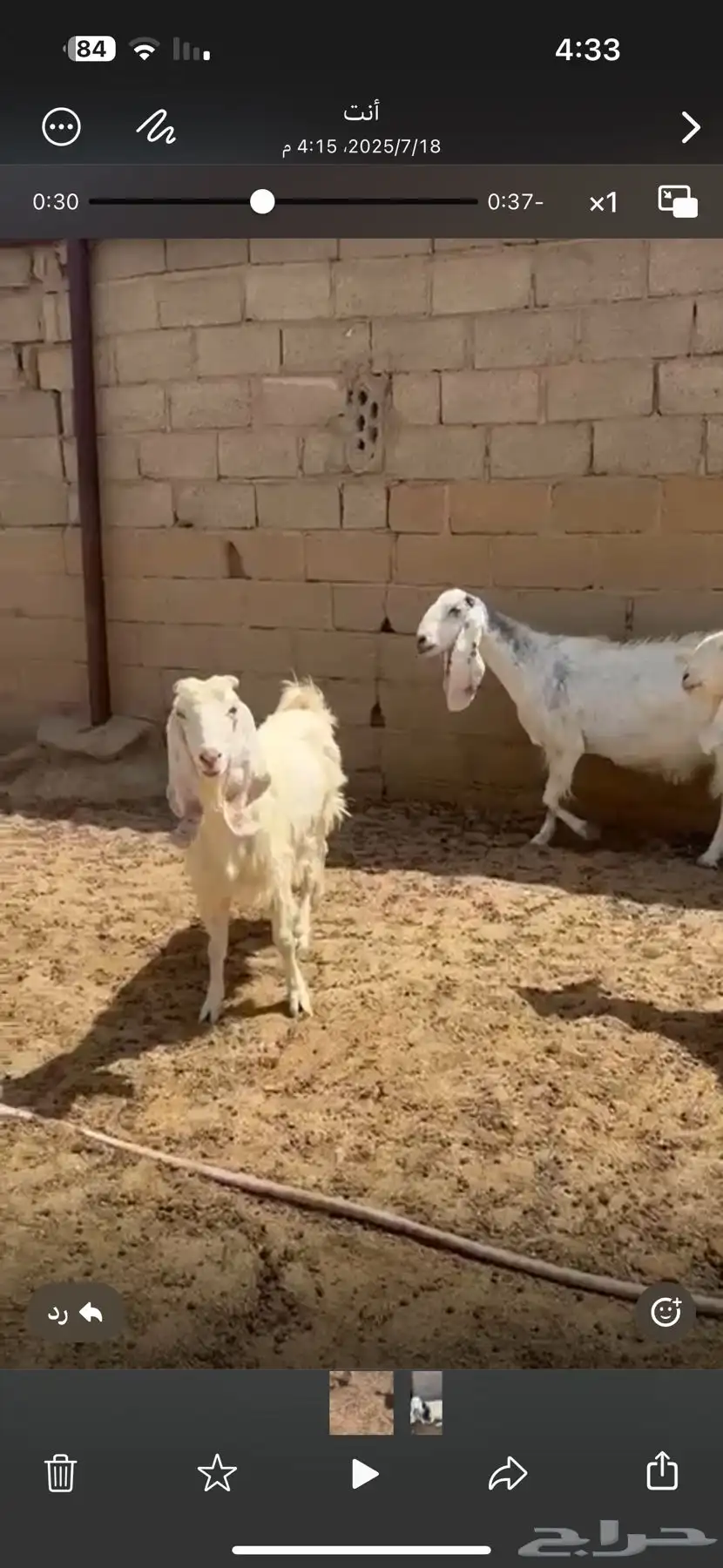 حلال زين في عرضين 5