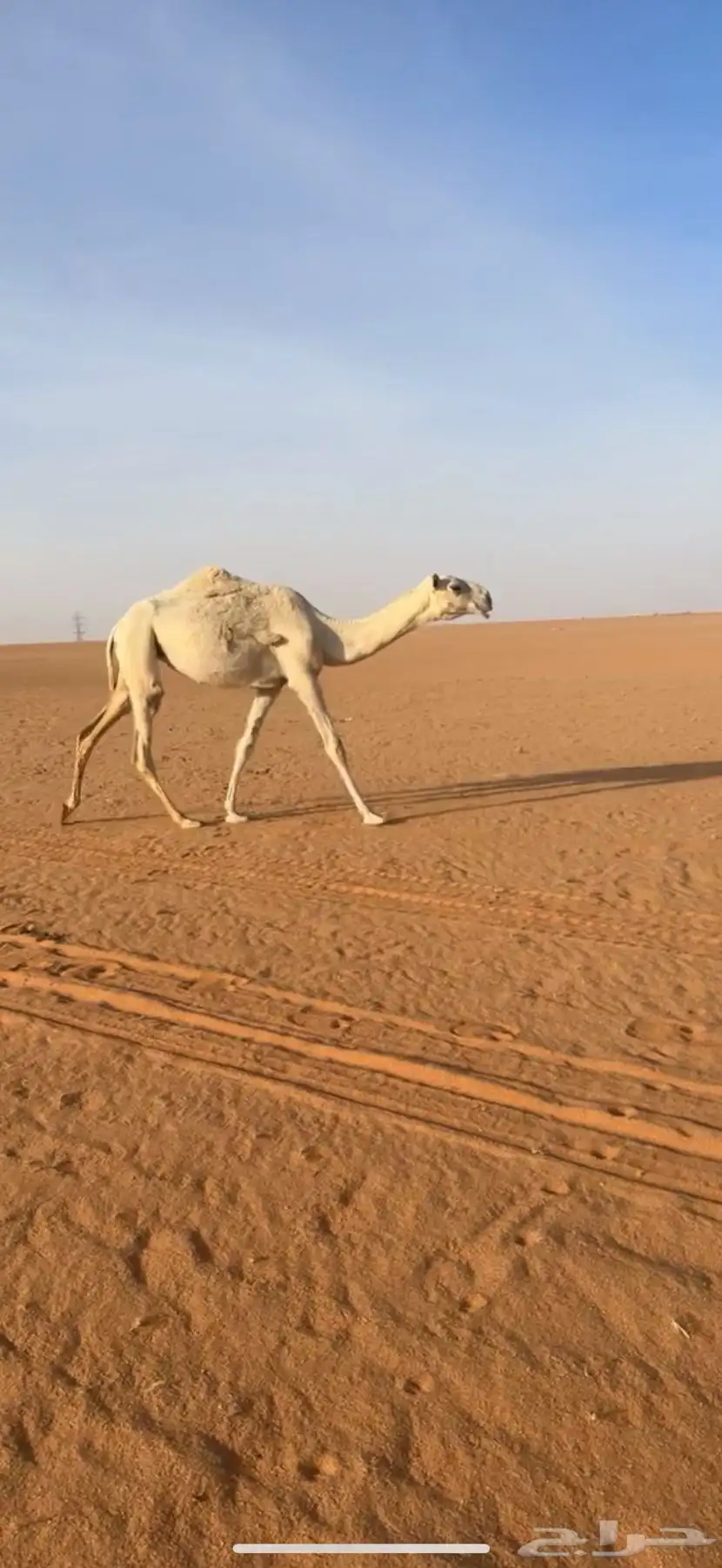 بكره باتلييه للبيع 4
