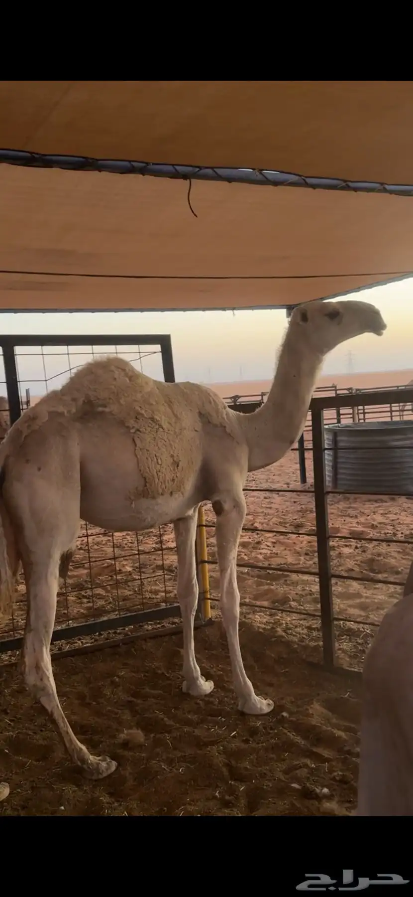 بكره باتلييه للبيع 3
