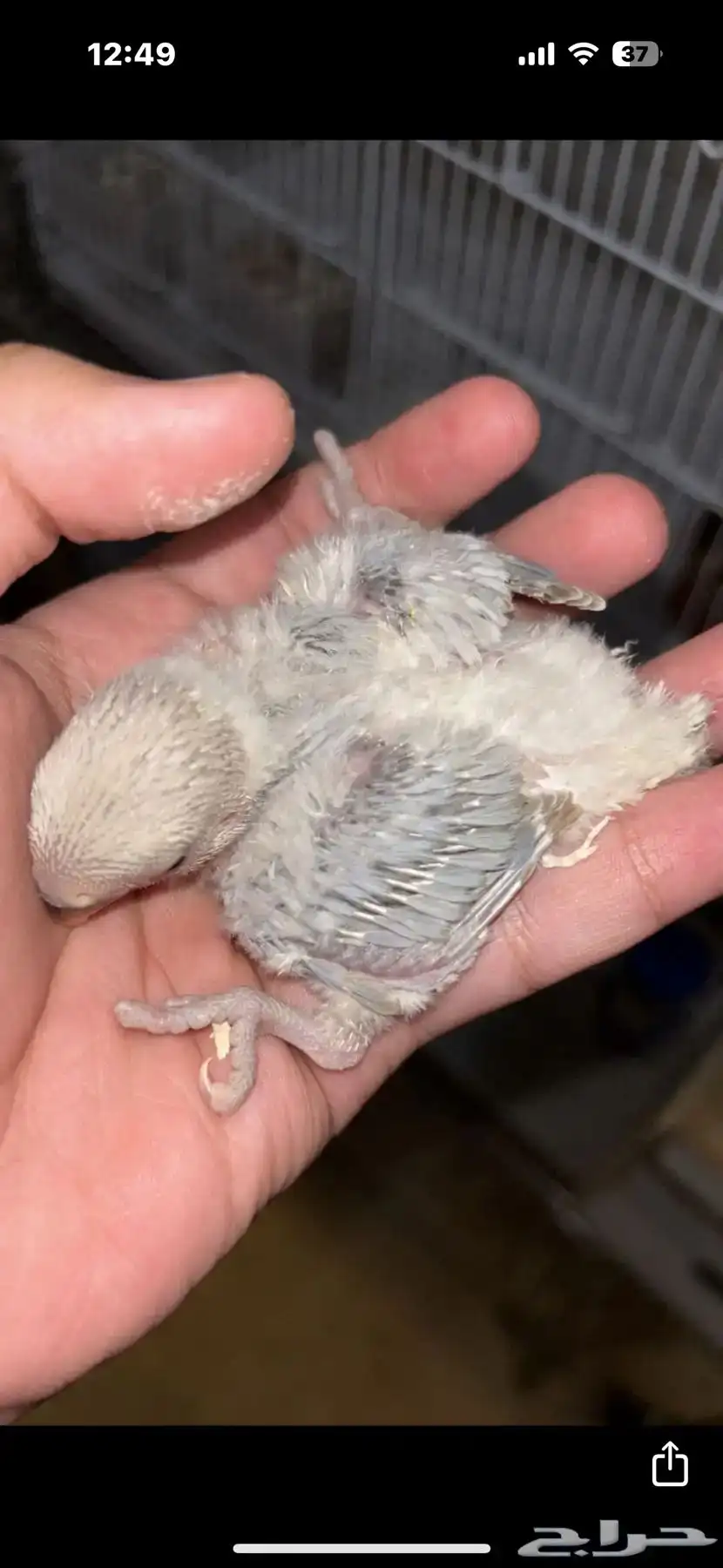 زوجين روز منتجين للبيع 5