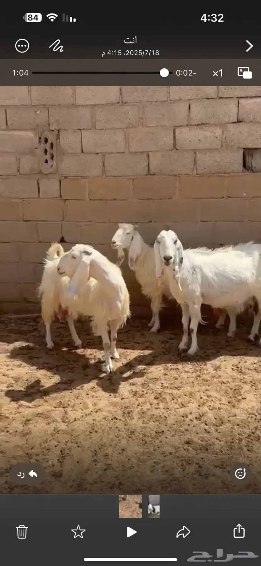 حلال زين في عرضين 7