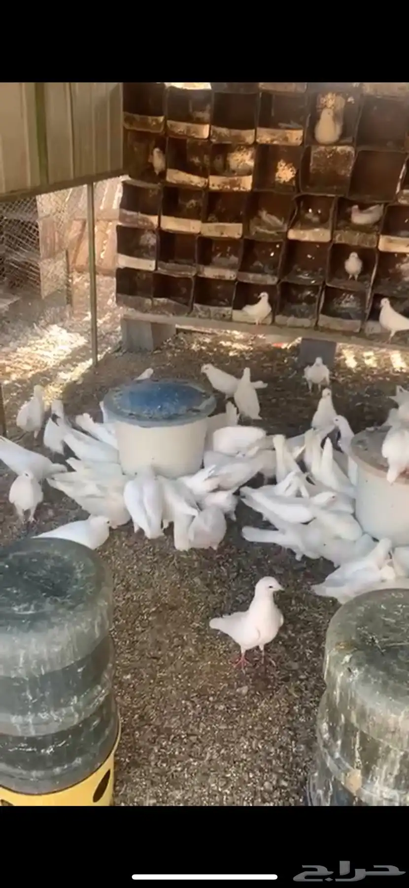 حمام فرنسي 1