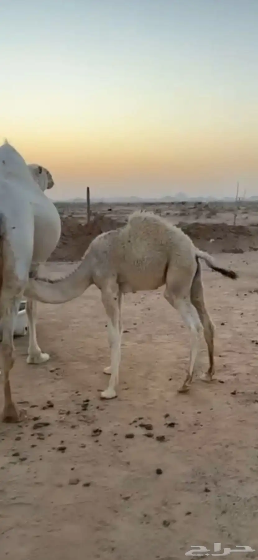 قعود ذبح 0