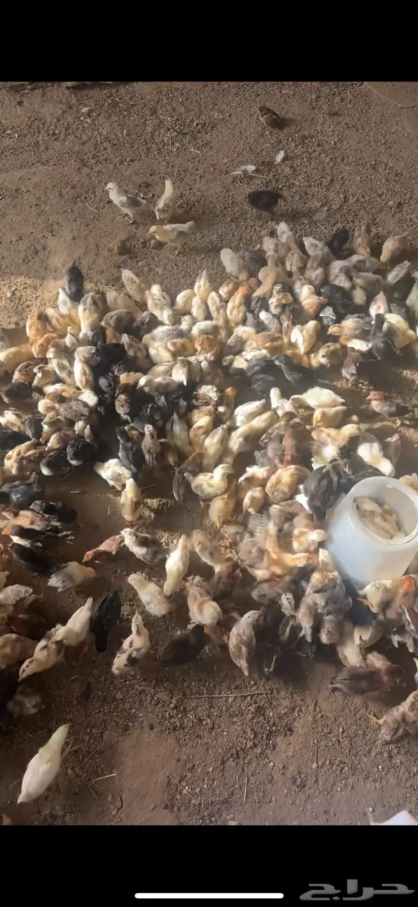 فروخ بلدي شرط 4