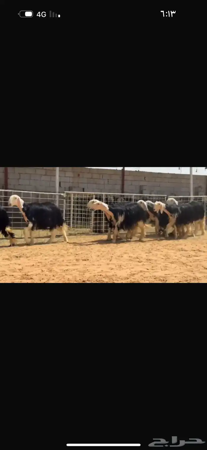 عرض بيع رخال جذعات وثنوات 2